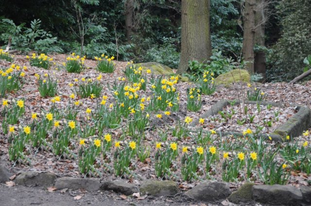 Frothy Daffsmodified Plus 005